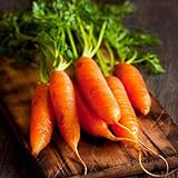 photo: You can buy David's Garden Seeds Carrot Little Finger 1116 (Orange) 200 Non-GMO, Heirloom Seeds online, best price $3.45 new 2024-2023 bestseller, review