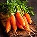 photo David's Garden Seeds Carrot Little Finger 1116 (Orange) 200 Non-GMO, Heirloom Seeds 2024-2023