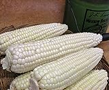photo: You can buy Corn, STOWELL'S Evergreen White Corn, Heirloom,20 Seeds, Delicious White Sweet Corn online, best price $1.99 new 2024-2023 bestseller, review