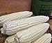 photo Corn, STOWELL'S Evergreen White Corn, Heirloom,20 Seeds, Delicious White Sweet Corn 2024-2023