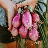 photo: You can buy Long Red Florence Onion - 50 Seeds - Heirloom & Open-Pollinated Variety, Non-GMO Vegetable Seeds for Planting Outdoors in The Home Garden, Thresh Seed Company online, best price $7.99 ($0.16 / Count) new 2024-2023 bestseller, review