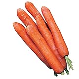 photo: You can buy Burpee Nantes Half Long Carrot Seeds 3000 seeds online, best price $8.49 new 2024-2023 bestseller, review