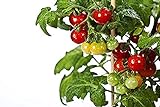 foto: comprar 50 piezas de semillas de tomate cherry enano heirloom tomate rojo fruta fresca hortalizas semillas de jardín para plantar on-line, mejor precio 4,99 € nuevo 2024-2023 éxito de ventas, revisión