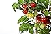 foto 50 piezas de semillas de tomate cherry enano heirloom tomate rojo fruta fresca hortalizas semillas de jardín para plantar 2024-2023