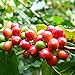 foto Granos de café Semillas, 1 bolsa de frijol de semilla perenne natural con Productivo de semillas de árboles de café para el jardín 2024-2023