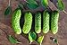 photo Boston Pickling Cucumber Seeds - Non-GMO - 3 Grams 2024-2023