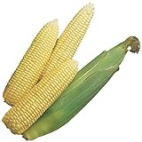 photo: You can buy Burpee Early Sunglow Hybrid (SU) Corn Seeds 200 seeds online, best price $6.05 ($0.03 / Count) new 2024-2023 bestseller, review