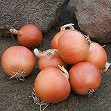 photo: You can buy Onion Seeds - Talon Organic - 250 Seeds online, best price $5.99 ($0.02 / Count) new 2024-2023 bestseller, review