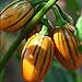 photo 50 graines / pack jardin des plantes de bricolage, Solanum aethiopicum africaine Aubergine Vegetable Seeds 2024-2023