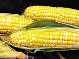 photo: You can buy Early Sunglow Hybrid (su) Corn Seeds - Non-GMO online, best price $6.99 ($9.99 / Ounce) new 2024-2023 bestseller, review