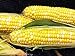 photo Early Sunglow Hybrid (su) Corn Seeds - Non-GMO 2024-2023