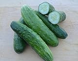 photo: You can buy Cucumber Seeds- Straight Eight Heirloom- 100+ Seeds online, best price $4.29 new 2024-2023 bestseller, review
