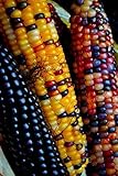 photo: You can buy NIKA SEEDS - Vegetable Corn Montana Mix Heirloom for Salads - 50 Seeds online, best price $8.95 ($0.18 / Count) new 2024-2023 bestseller, review