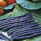 photo: You can buy Purple Queen Bush Bean Seeds - 50 Count Seed Pack - Upright, Compact, and Bushy, This Variety is Easy to Grow and Pick. - Country Creek LLC online, best price $3.29 new 2024-2023 bestseller, review