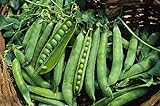 photo: You can buy Green Arrow Pea Seeds - 500 Count Seed Pack - Non-GMO - A shelling Pea Variety That is Very Easy to Grow and thrives in Cold Weather. Excellent for Canning or Freezing. - Country Creek LLC online, best price $10.99 ($0.02 / Count) new 2024-2023 bestseller, review