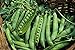 photo Green Arrow Pea Seeds - 50 Count Seed Pack - Non-GMO - A shelling Pea Variety That is Very Easy to Grow and thrives in Cold Weather. Excellent for Canning or Freezing. - Country Creek LLC 2024-2023