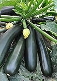 photo: You can buy Seeds Zucchini Squash Black Beauty Vegetable for Planting Heirloom Non GMO online, best price $7.99 new 2024-2023 bestseller, review