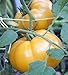 photo 75+ Yellow Brandywine Tomato Seeds- Heirloom Variety- by Ohio Heirloom Seeds 2024-2023