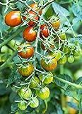 photo: You can buy Moby Grape Tomato Seed online, best price $6.95 new 2024-2023 bestseller, review