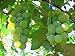 photo MOCCUROD 50pcs/Bag Green Grape Seeds Fruit Vine Vitis Vinifera Seeds 2024-2023