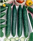 photo: You can buy Burpless #26 Hybrid Cucumber Seeds - Cucumis Sativus - 0.5 Grams - Approx 18 Gardening Seeds - Vegetable Garden Seed online, best price $2.99 new 2024-2023 bestseller, review