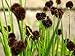 photo Juncus Ensifolius - (10 Seeds) Dwarf Rush,Ornamental Grass, Swordleaf Rush. 2024-2023