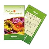 foto: jetzt Gerbera Single Mix Samen - Gerbera - Gerberasamen - Blumensamen - Saatgut für 8 Pflanzen Online, bester Preis 1,99 € (0,25 € / stück) neu 2024-2023 Bestseller, Rezension