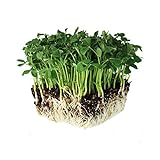 photo: You can buy Speckled Pea Sprouting Seeds - 5 Lbs - Certified Organic, Non-GMO Green Pea Sprout Seeds - Sprouts & Microgreens online, best price $23.46 new 2024-2023 bestseller, review