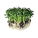 photo Speckled Pea Sprouting Seeds - 5 Lbs - Certified Organic, Non-GMO Green Pea Sprout Seeds - Sprouts & Microgreens 2024-2023