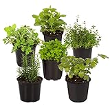 photo: You can buy Live Aromatic and Edible Herb Assortment (Lavender, Rosemary, Lemon Balm, Mint, Sage, Other Assorted Herbs), 6 Plants Per Pack online, best price $28.11 ($4.68 / Count) new 2024-2023 bestseller, review