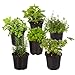 photo Live Aromatic and Edible Herb Assortment (Lavender, Rosemary, Lemon Balm, Mint, Sage, Other Assorted Herbs), 6 Plants Per Pack 2024-2023