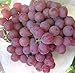 foto 50 Stück Traubenkerne chinesische billig Obst Traubenkernen sehr süß leicht Fruchtsamen für zu Hause Garten Pflanzen wachsen 2024-2023