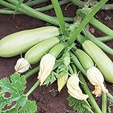 foto: jetzt Bianca di Trieste Zucchini Samen für ca. 10 Pflanzen - helle Früchte, ertragreich Online, bester Preis 1,69 € (0,17 € / stück) neu 2024-2023 Bestseller, Rezension