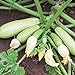 foto Bianca di Trieste Zucchini Samen für ca. 10 Pflanzen - helle Früchte, ertragreich 2024-2023