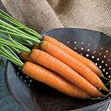 photo: You can buy David's Garden Seeds Carrot Yaya 9921 (Orange) 200 Non-GMO, Hybrid Seeds online, best price $3.95 new 2024-2023 bestseller, review