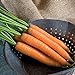 photo David's Garden Seeds Carrot Yaya 9921 (Orange) 200 Non-GMO, Hybrid Seeds 2024-2023