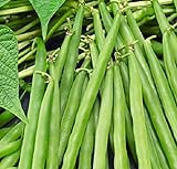 photo: You can buy 25 Greencrop Bush Bean Seeds | Non-GMO | Heirloom | Instant Latch Fresh Garden Seeds online, best price $5.95 new 2024-2023 bestseller, review