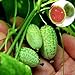 foto Mini semillas de sandía, 10 piezas / bolsa Mini semillas de sandía Fácil de plantar Frutas deliciosas Cultivos de jardín Mini semillas de sandía para jardín 2024-2023
