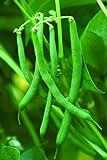 photo: You can buy Burpee Blue Lake 47 Bush Bean Seeds 2 ounces of seed online, best price $6.79 ($3.40 / Ounce) new 2024-2023 bestseller, review