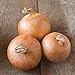 photo David's Garden Seeds Onion Intermediate-Day Candy 2993 (Yellow) 200 Non-GMO, Hybrid Seeds 2024-2023
