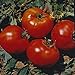 photo Abe Lincoln Heirloom Tomato Seeds- 50+ 2024-2023