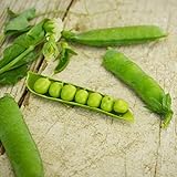 photo: You can buy Little Marvel Shelling Pea - 50 Seeds - Heirloom & Open-Pollinated Variety, Easy-to-Grow & Cold-Tolerant, Non-GMO Vegetable Seeds for Planting Outdoors in The Home Garden, Thresh Seed Company online, best price $7.99 new 2024-2023 bestseller, review