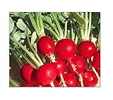photo: You can buy 100 Champion Radish Seeds | Non-GMO | Fresh Garden Seeds online, best price $6.95 new 2024-2023 bestseller, review