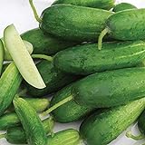 photo: You can buy Organic-Double Yield Cucumber Seeds (40 Seed Pack) online, best price $5.19 new 2024-2023 bestseller, review