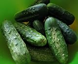 photo: You can buy 100+ Cucumber Seeds- Boston Pickling Heirloom online, best price $3.99 new 2024-2023 bestseller, review