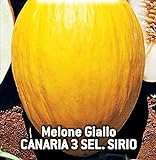 foto: comprar Semillas de melón amarillo canario 3 sel - frutas - sirio - melones amarillos - cucumis melo - las mejores semillas de plantas - flores vegetales - raro - idea de regalo - 180 semillas aprox. on-line, mejor precio 8,18 € nuevo 2024-2023 éxito de ventas, revisión