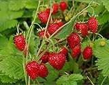photo: You can buy NIKA SEEDS - Fruit Alpine Giant Strawberry Regina Red - 100 Seeds online, best price $8.95 ($0.09 / Count) new 2024-2023 bestseller, review