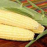 photo: You can buy Bodacious R/M Hybrid Corn Garden Seeds (Treated) - 1 Lb ~2,031 Seeds - Non-GMO, SE (Sugary Enhanced) Vegetable Gardening Seeds online, best price $38.59 ($2.41 / Ounce) new 2024-2023 bestseller, review