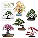 foto Semillas exóticas de Bonsai con alta tasa de germinación - Juego de Semillas de Plantas para su propio árbol de Bonsai (Mezcla de 5 incl. eBook GRATIS) 2024-2023