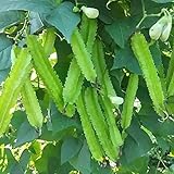 photo: You can buy MOCCUROD 15pcs Winged Pea Seeds Four Angled Bean Dragon Bean Seeds online, best price $7.99 ($0.53 / Count) new 2024-2023 bestseller, review